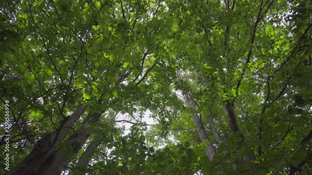 Movement in the forest. Panorama from top to bottom, at first you can see branches of deciduous trees, then you can see the stems of the trees Movement in the forest. Panorama from top to bottom, at first you can see branches of deciduous trees, then you can see the stems of the trees