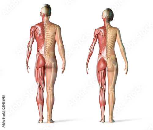 Obraz na plátně Man and woman muscles and skeletal systems rear view.