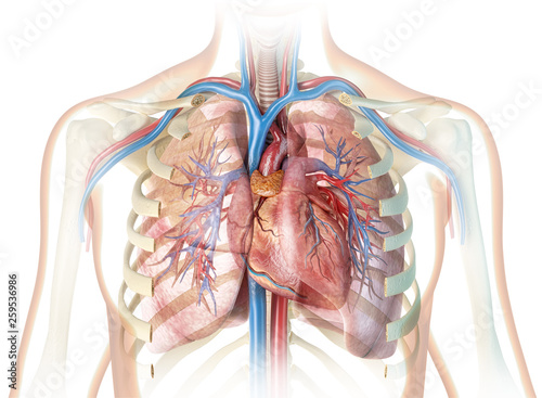 Human heart with vessels, lungs, bronchial tree and cut rib cage.