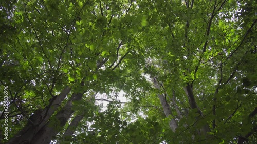 Movement in the forest. Panorama from top to bottom, at first you can see branches of deciduous trees, then you can see the stems of the trees photo