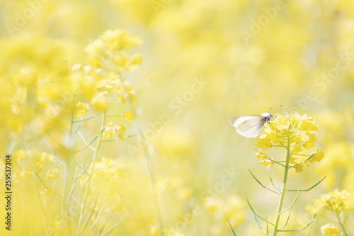 菜の花畑とモンシロチョウ