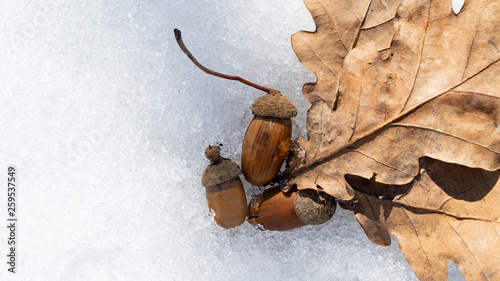 acorns and old oak leaves on white snow in early spring place for inscription