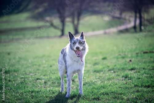 Border collie in the field. Herding dog breed. © Maghlaoui