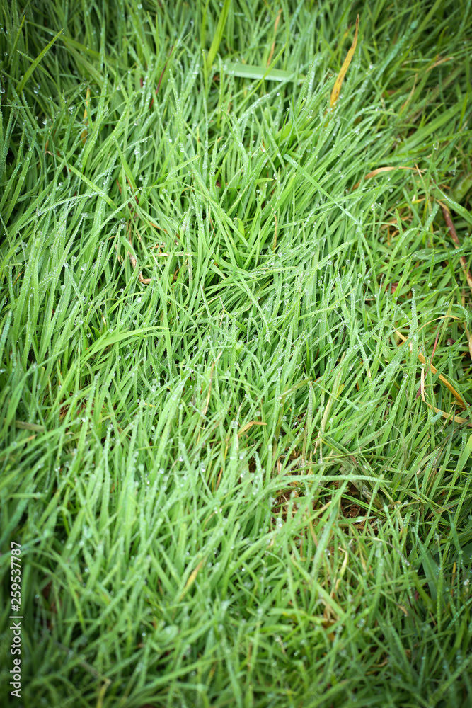 water dew drop on green grass garden water dew drop on green grass garden