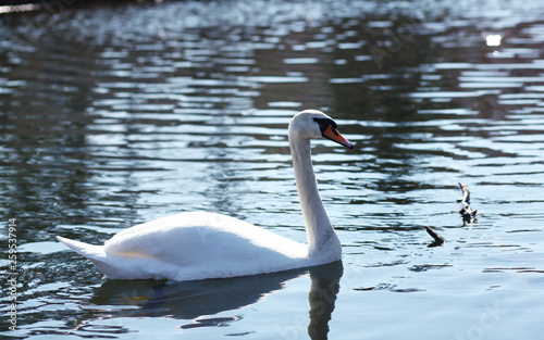 wild swans on the lake