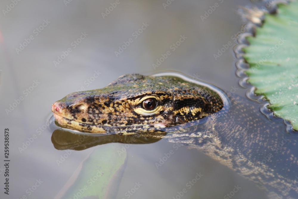 Fototapeta premium Lizard staring competition