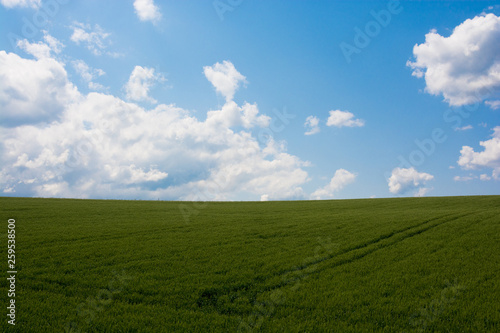 緑のムギ畑と青空 © kinpouge