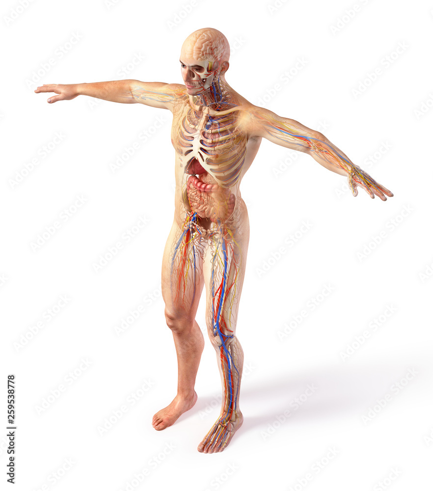 Man total anatomy systems diagram with ghost effect. Man total anatomy systems diagram with ghost effect.