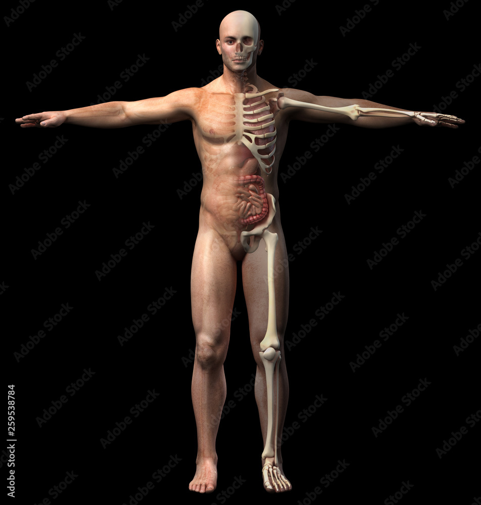 Man skeletal and internal organs diagram.