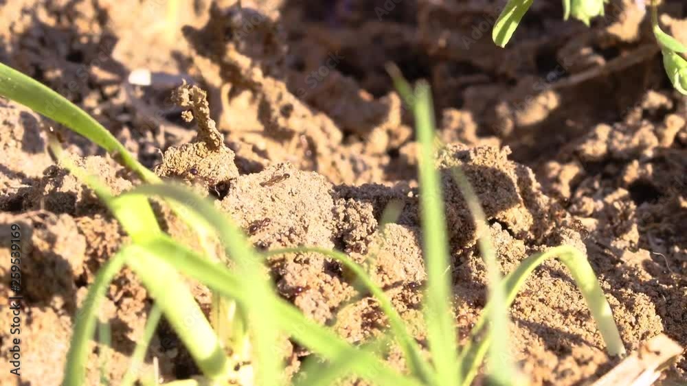 Fire ants crawling over dirt, close shot on sunny day, Texas, USA Fire ants crawling over dirt, close shot on sunny day, Texas, USA