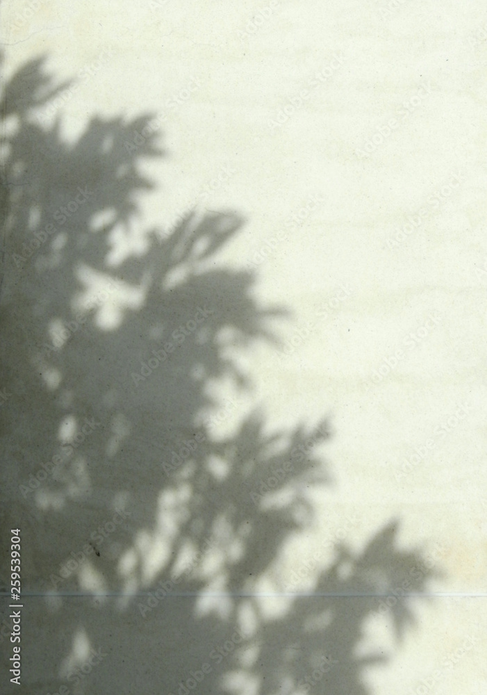 shadow leaf on wall background shadow leaf on wall background