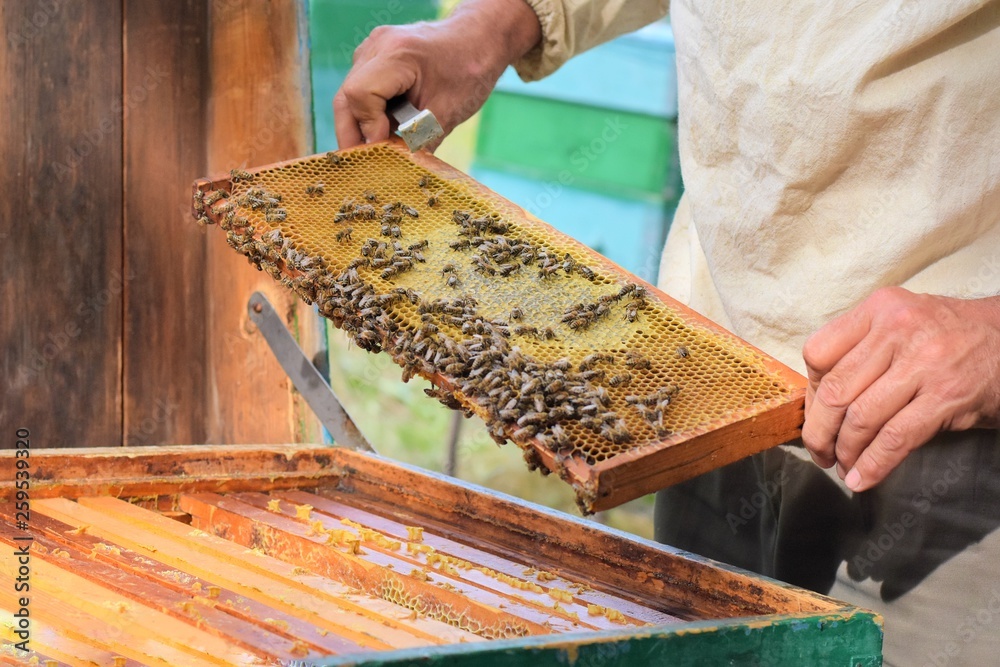 The beekeeper holding a honeycomb with bees. Beekeeper inspecting honeycomb frame at apiary at the summer day. Man working in apiary. Apiculture. Beekeeping concept. bees in the hive The beekeeper holding a honeycomb with bees. Beekeeper inspecting honeycomb frame at apiary at the summer day. Man working in apiary. Apiculture. Beekeeping concept. bees in the hive
