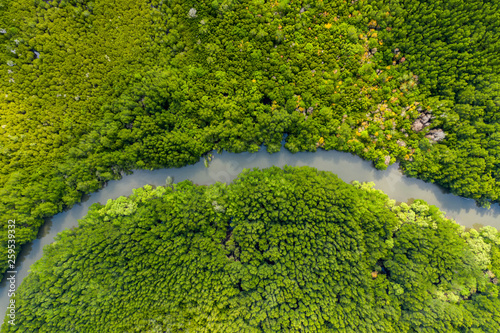 Aerial view of rivers in tropical mangrove forests