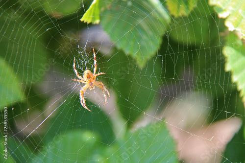 Spider in a park (Anjou - France)