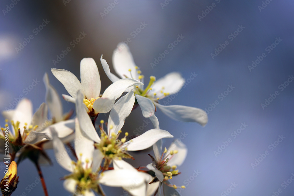 Blühende Amelanchier Felsenbirne an Ostern Blühende Amelanchier Felsenbirne an Ostern