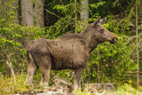 Large female moose standing in a forest