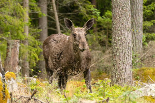 Large female moose grazing in a forest