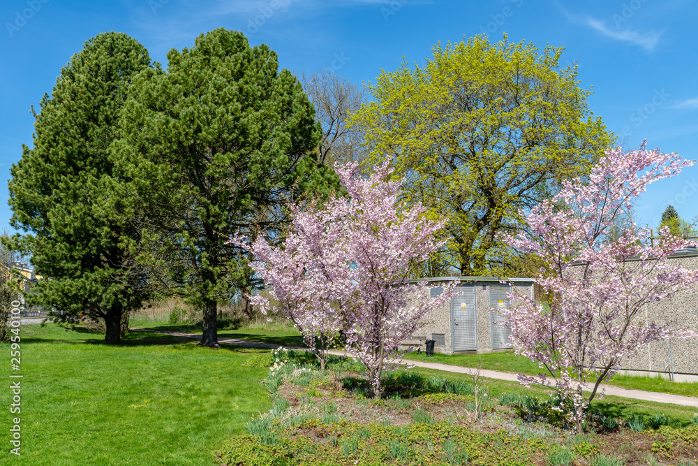 Trees blooming in pink and green in springtime Trees blooming in pink and green in springtime