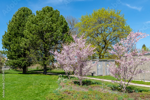 Drzewa kwitnące wiosną na różowo i zielono