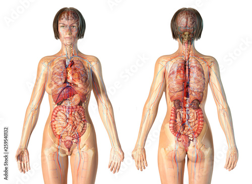 Woman anatomy cardiovascular system with skeleton and internal organs. photo