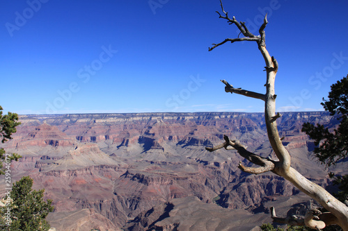 Grand Canyon National Park view against a clear blue sky © Adrian Swinburne