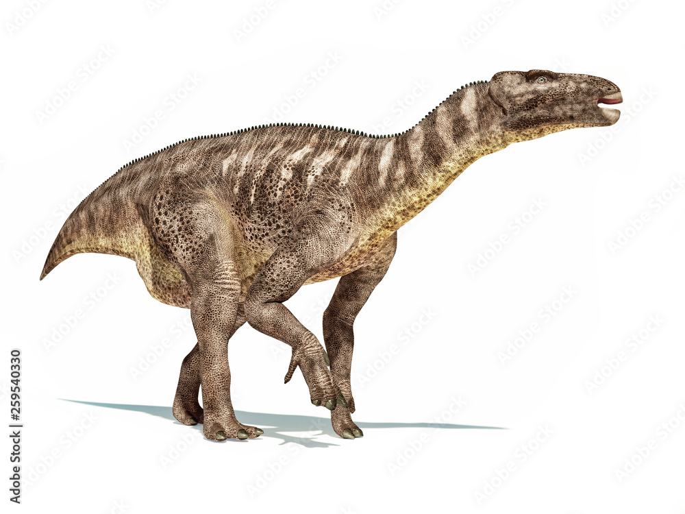Fototapeta premium Iguanodon dinosaur isolated on white background.