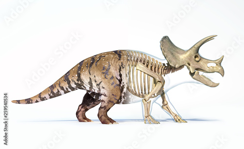 Fototapeta Naklejka Na Ścianę i Meble -  Triceratops morphing from skin to skeleton.
