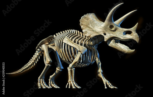 Triceratops skeleton 3d rendering on black background.