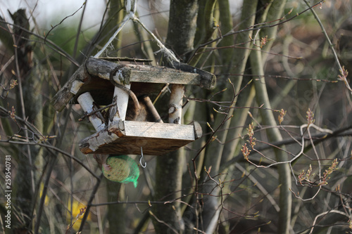 Ratte in einem Vogelhaus photo