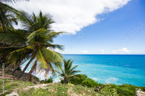 Fototapeta Naklejka Na Ścianę i Meble -  View from the cliff on the Caribbean Sea. Palm trees and blue sky. Barona Dominican Republic