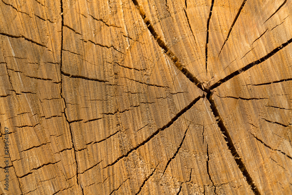 Fototapeta premium texture of cut tree trunk