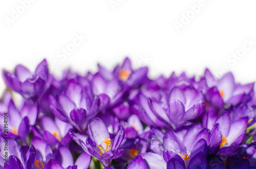 Crocus flowers in garden with leaves isolated on white background  spring season