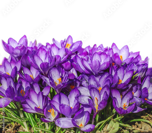 Crocus flowers in garden with leaves isolated on white background, spring season