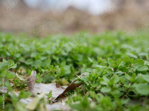 Plants with green leaves on a blurry background. Copy space for text