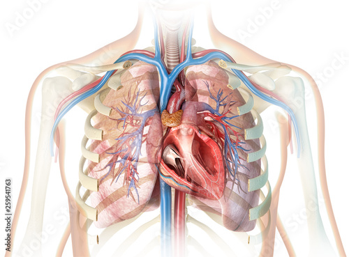 Human heart cross-section with vessels, lungs, bronchial tree and cut rib cage.