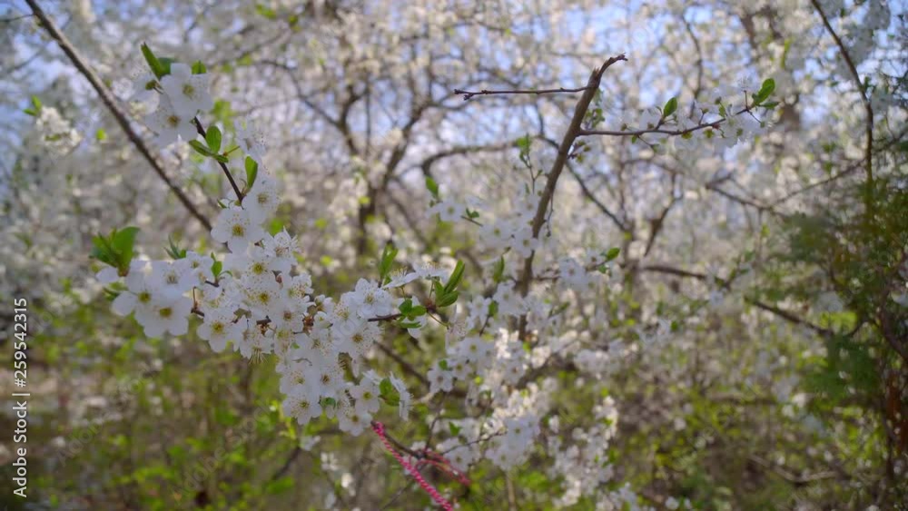 close-up of branches covered with flowering colors close-up of branches covered with flowering colors