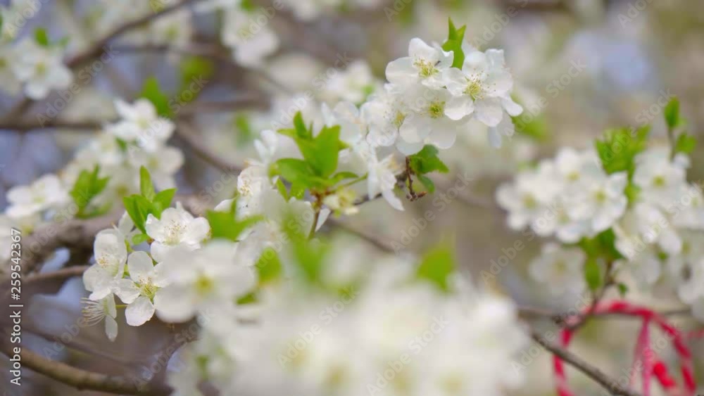 close-up of branches covered with flowering colors close-up of branches covered with flowering colors