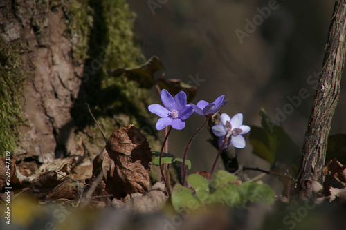 Hepatica small wild flower in forest. Liverwort blooming in early spring.