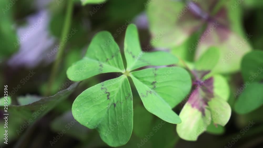close-up of four-leaf clovers with rotation around them close-up of four-leaf clovers with rotation around them