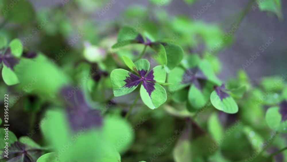 a four-leaf clover that is in focus and is surrounded by many other green clovers a four-leaf clover that is in focus and is surrounded by many other green clovers