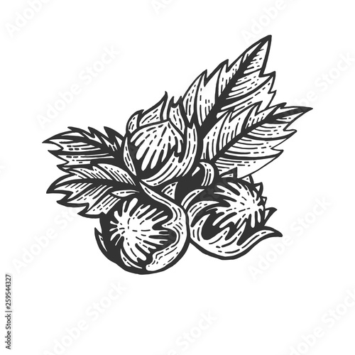 Hazelnut nut sketch engraving vector illustration. Scratch board style imitation. Black and white hand drawn image.