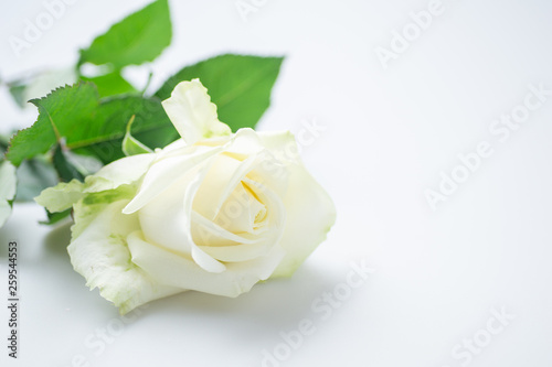 白い薔薇 © 歌うカメラマン