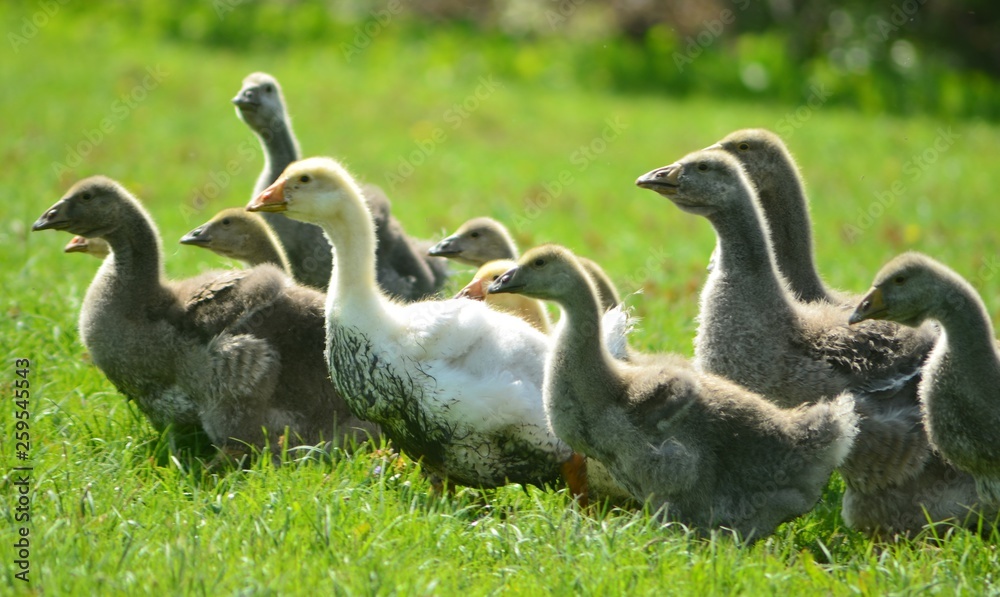 Kholmogory and Toulouse geese