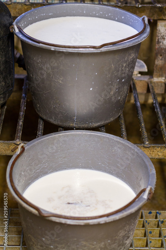 Lait en seau pour les veaux photo