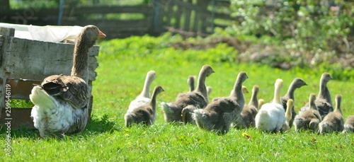 Kholmogory and Toulouse geese photo