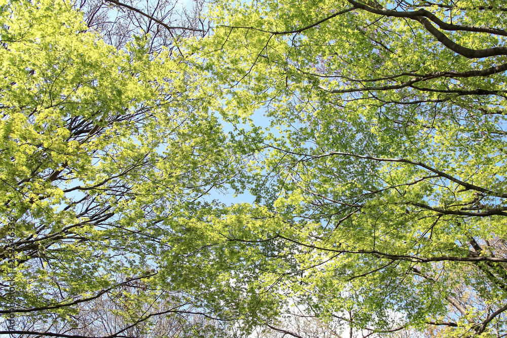 Obraz premium 新緑