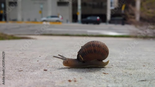 A snail on the sidewalk in the middle of a city crossing from camera left on the concrete quickly to another garden while it's antanae detect any possible obstruction. photo