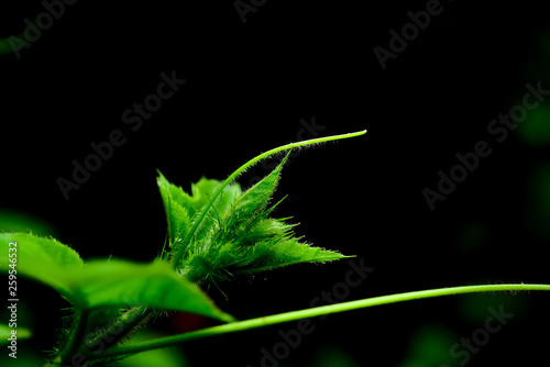 July is a biennial plant that likes the moist soil. photo