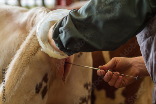 Konstfotografi Insémination vache laitière