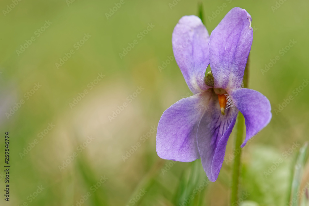 Fototapeta premium Duftveilchen
